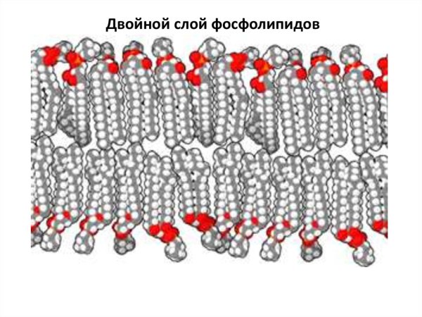 Двойной фосфолипидный слой