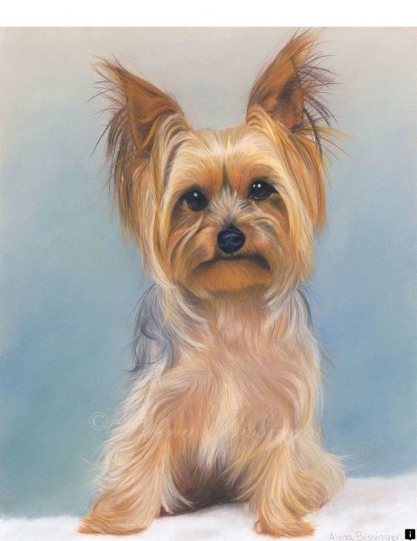 Йоркширский терьер