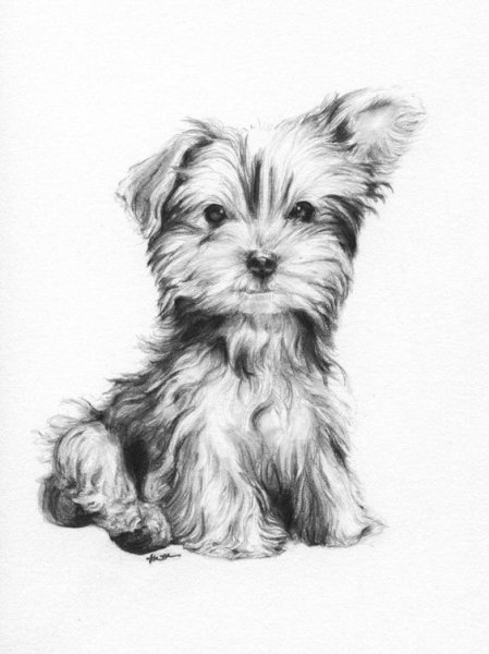 Йорк раскраска