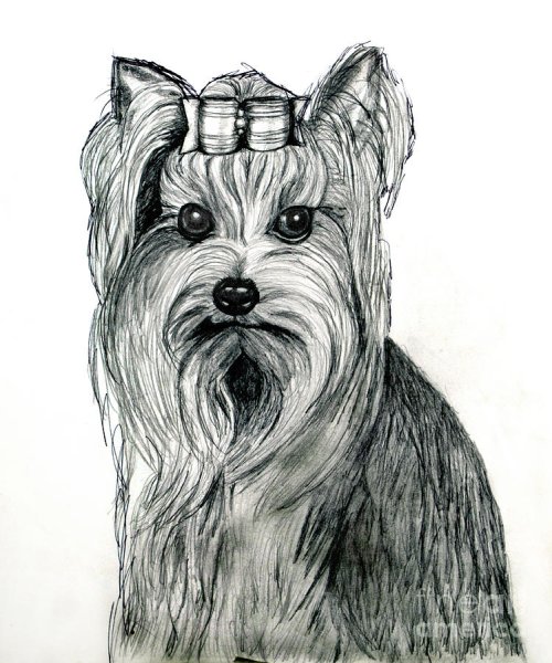 Йоркширский терьер карандашом