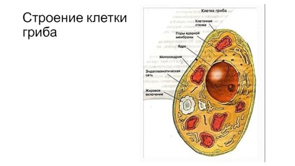 Схема строения клетки гриба 5 класс биология