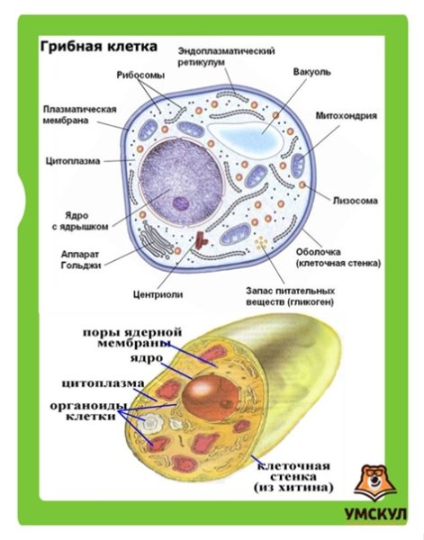 Подпишите органоиды грибной клетки.