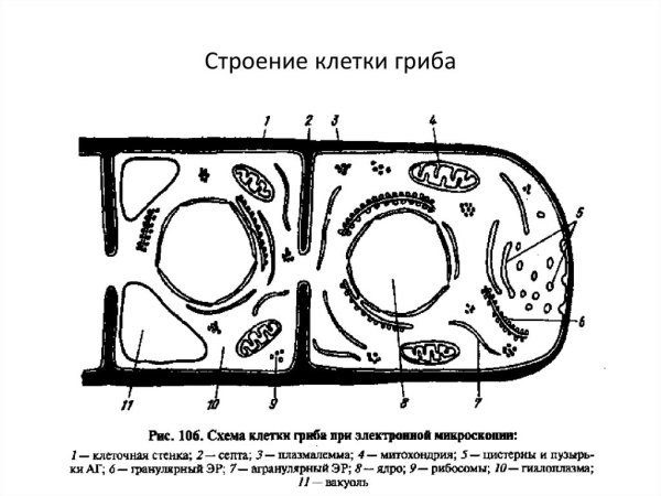 Схема строения грибной клетки