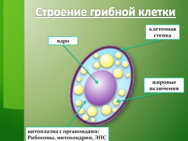 Строение клетки грибов 5 класс биология