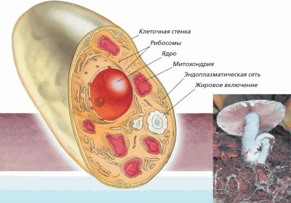 Строение ядра грибной клетки
