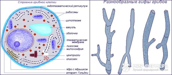 Строение грибной клетки рисунок с подписями