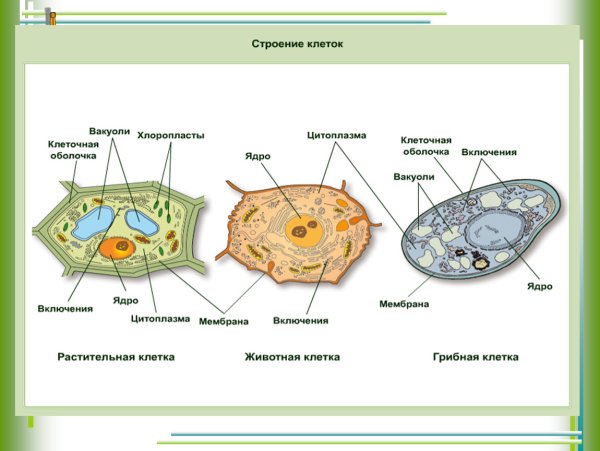Строение растительной животной и грибной клетки
