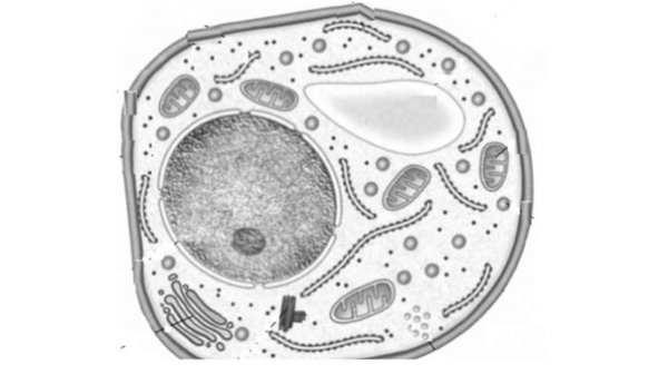 Эукариотическая клетка гриба