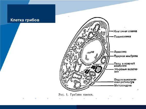Царство грибов строение клетки