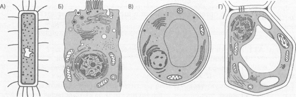 Клетки растений животных грибов и бактерий