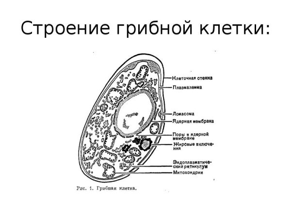 Схема строения грибной клетки