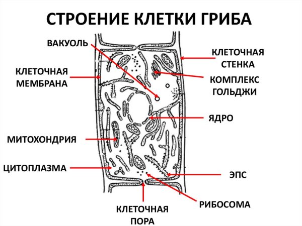 Отличие растительной клетки от животной клетки и грибной
