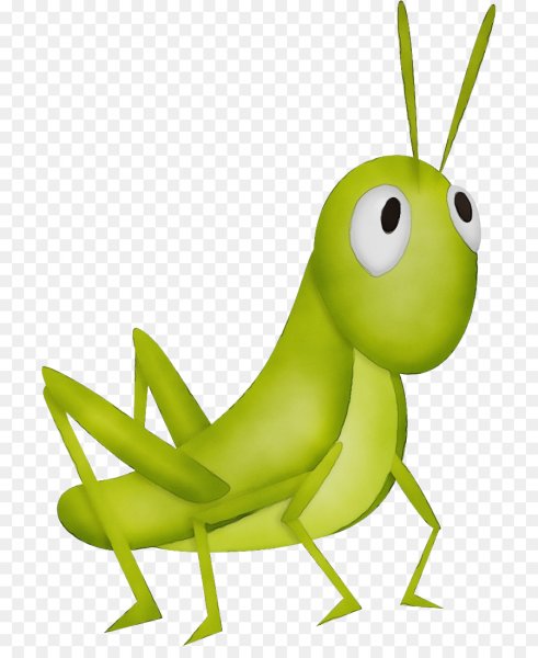 Строение кузнечика