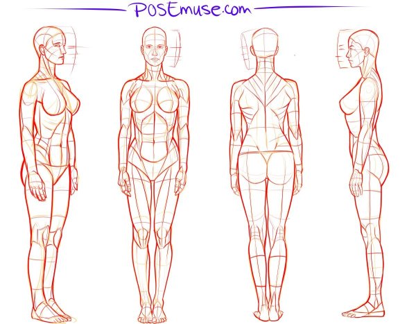 Пропорции человека в полный рост референс