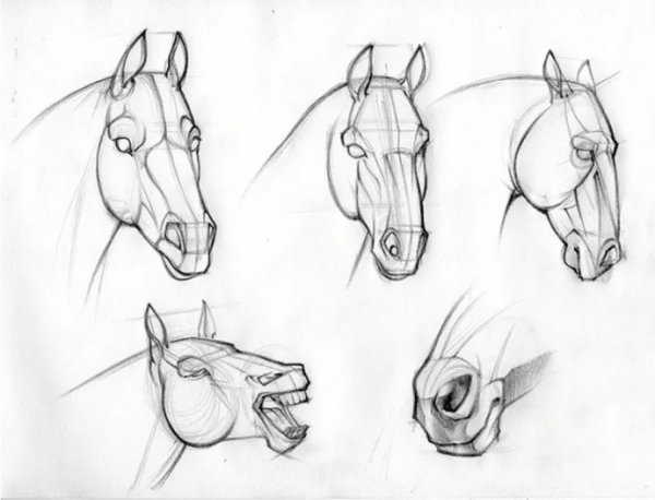 Голова лошади карандашом