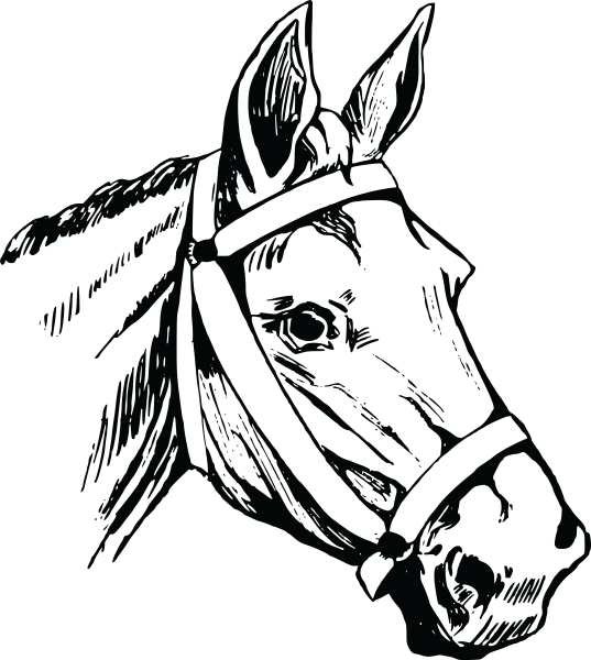 Поэтапное рисование морды лошади