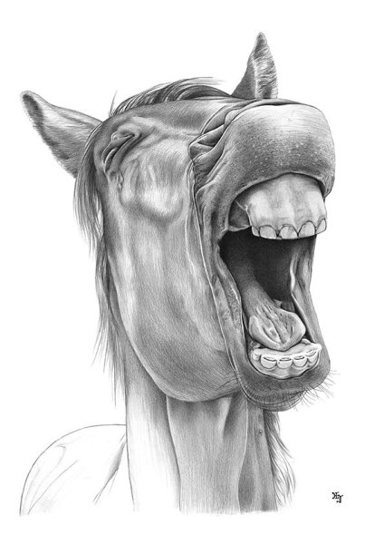 Голова лошади раскраска