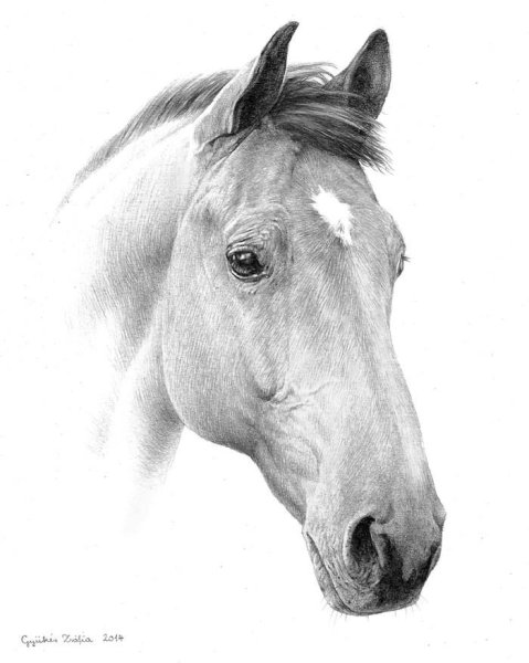 Голова коня референс