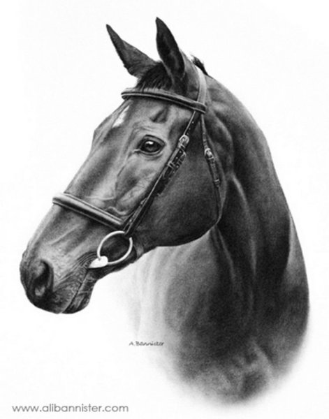 Рисование морды лошади