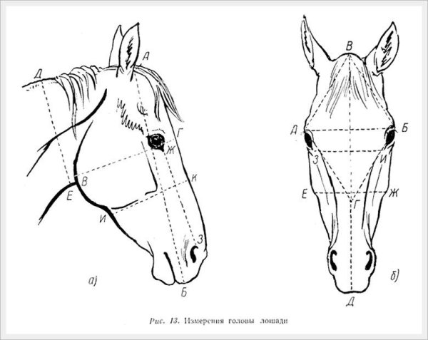 Голова лошади спереди