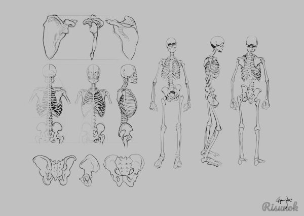Анатомия скелета человека референс