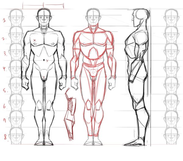 Пропорции тела человека референс