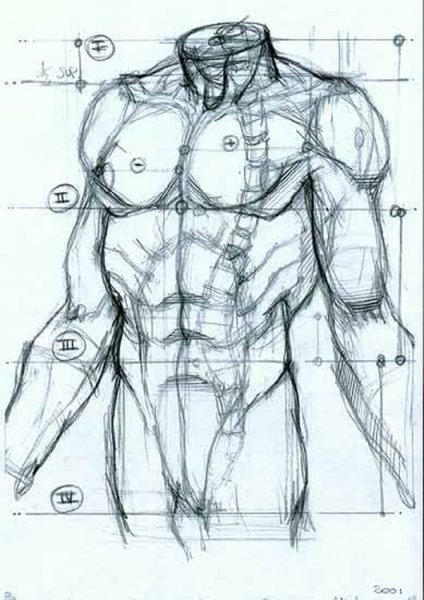 Строение мужского тела для художников