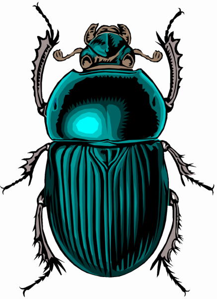 Жук скарабей Жук скарабей