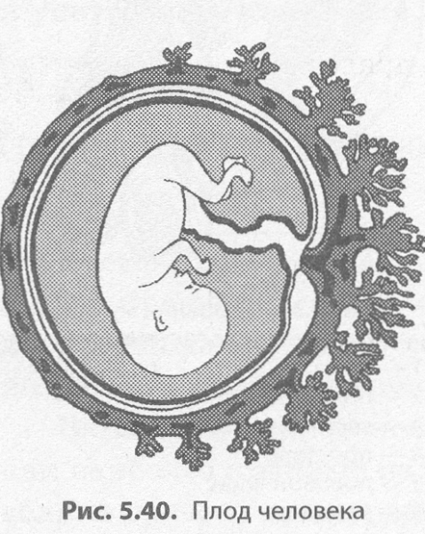 Эмбрион человека рисунок