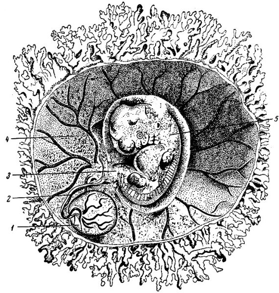 Зародыш человека гистология с подписями