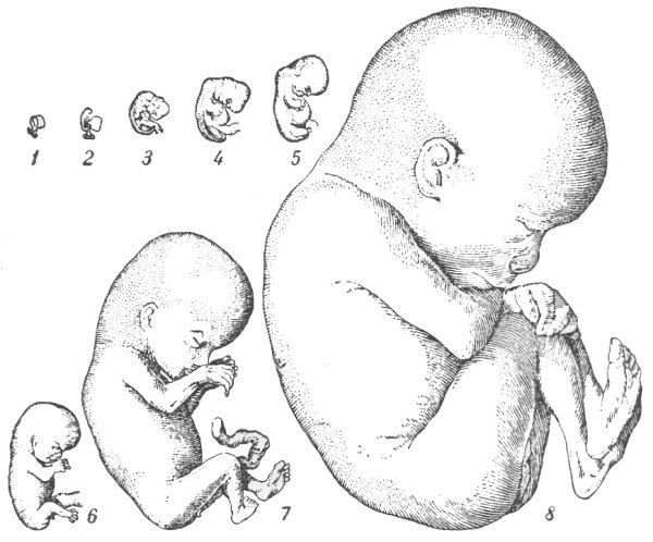 Схема развития эмбриона