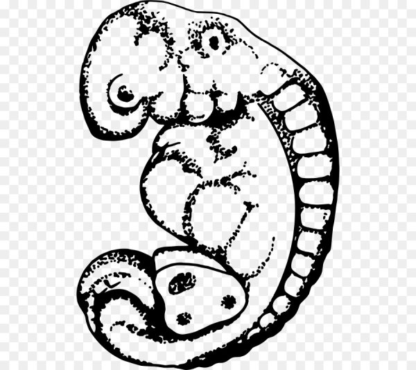 Зародыш вектор