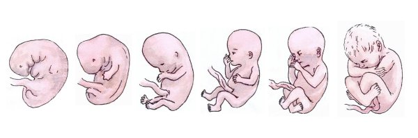 Формирование зародыша человека