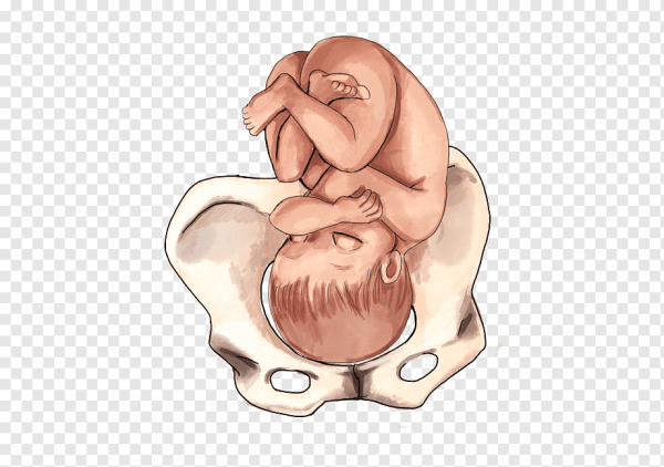 Ребенок в утробе арт