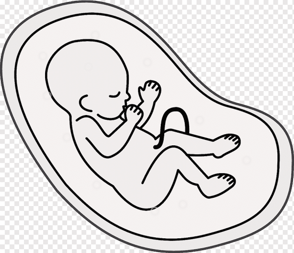 Зародыш на белом фоне