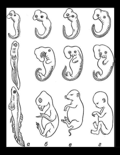 Эмбриогенез филогенез онтогенез