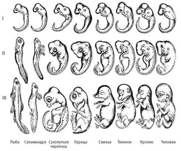 Геккель Мюллер биогенетический