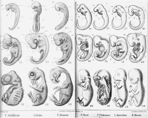 Эрнст Геккель эмбрионы