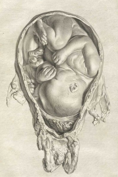 Леонардо да Винчи ребенок в утробе