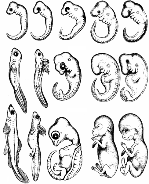 Зародыши Геккеля