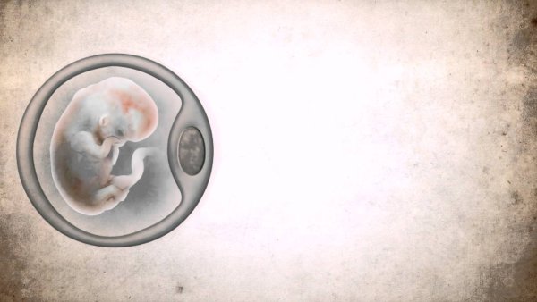 Ребенок в утробе иконка