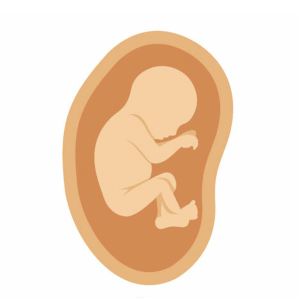 Ребенок в животе схема