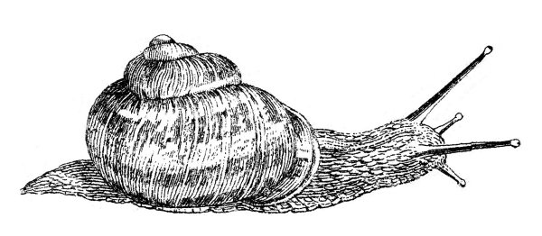 Виноградная улитка