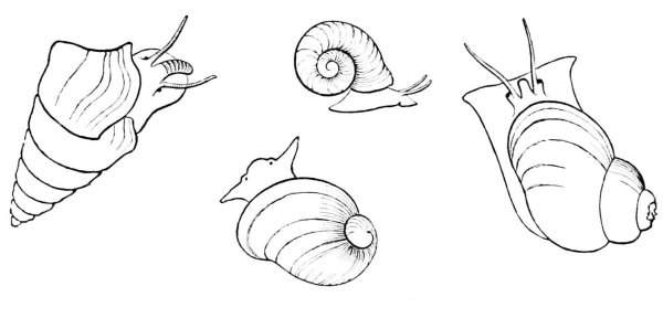 Моллюски раскраска для детей