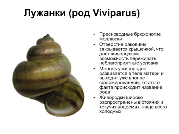 Лужанка улитка аквариумная