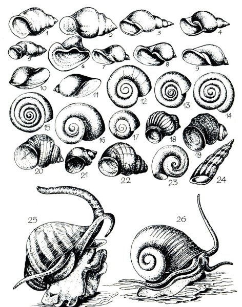 Раскраска Лужанка