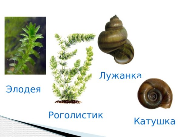 Улитка для срисовки