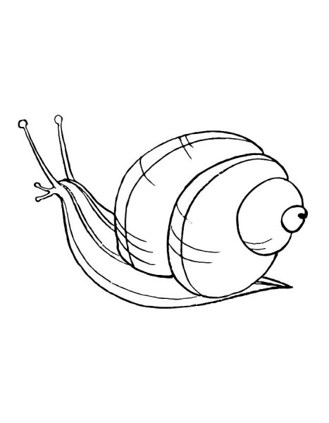 ЖИВОРОДКА моллюск рисунок