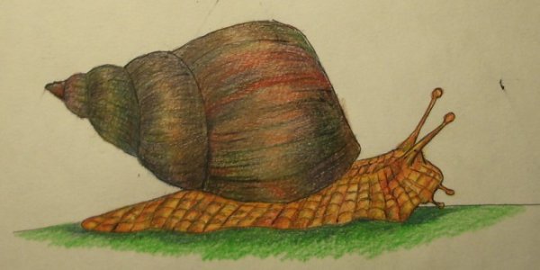 Виноградная улитка рисунок