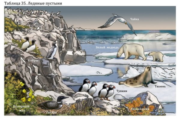 Арктическая экосистема